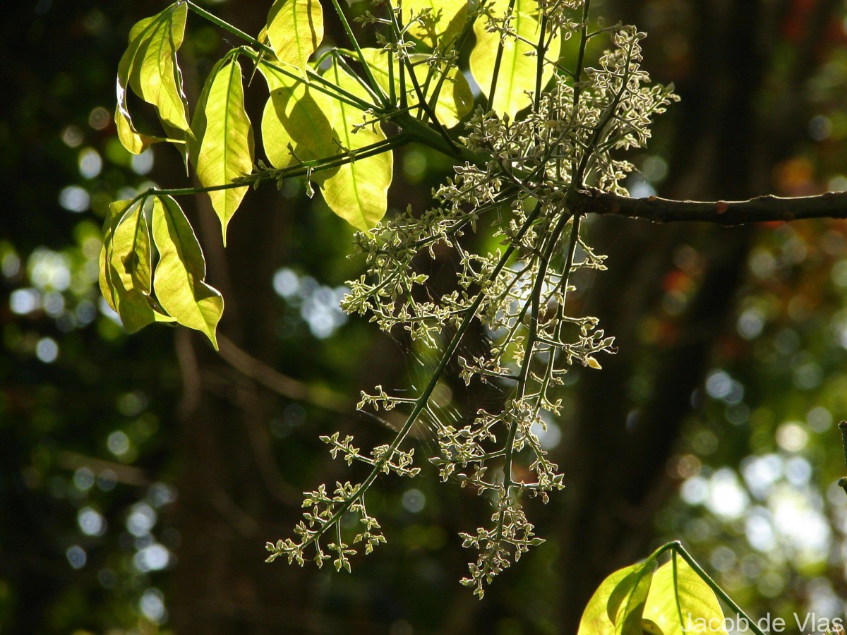 Hevea brasiliensis (Willd. ex A.Juss.) Müll.Arg.